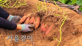 가을걷이 / 풍요로운 두메산골 by 두메산골 Rural Life in Korea 7,032 views 7 months ago 8 minutes, 47 seconds