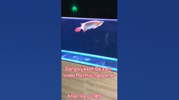 Cá Huyết Long Của Em Dương ở Hóc Môn Cực Đẹp.😊😊😊😊