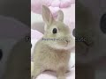 fuzzy fuzzy cute cute