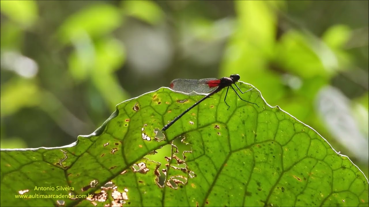 Hetaerina sp (Odonata) Brazil. by Antonio Silveira.