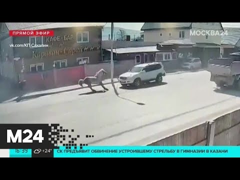 На Сахалине лошадь выскочила на дорогу и врезалась во внедорожник - Москва 24