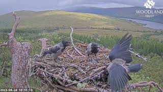 Crow family enjoy a productive time on the Loch Arkaig Osprey nest hoovering up fish 24 Aug 2023