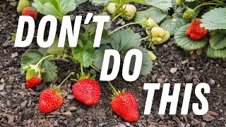 Strawberries [BEST Way To Plant & Propagate] 7 EASY Steps