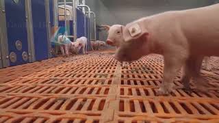 Essential For Pig Farms How To Properly Use A Stainless Steel Pig Feeding Trough