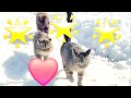 Такие девушки как звезды 🤩❤️🐈🐈🐩 #catsanddogs