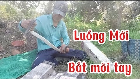 Luồng bẫy mới cử đầu tiên rắn chạy quá mê @Long-SB-vlog 