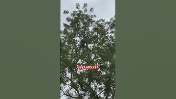 Hái quả cây Bồ kết cổ thụ |