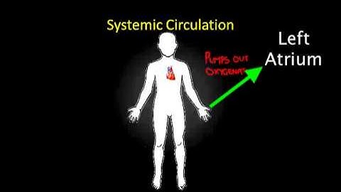 Exercise 2 - The Cardiovascular System