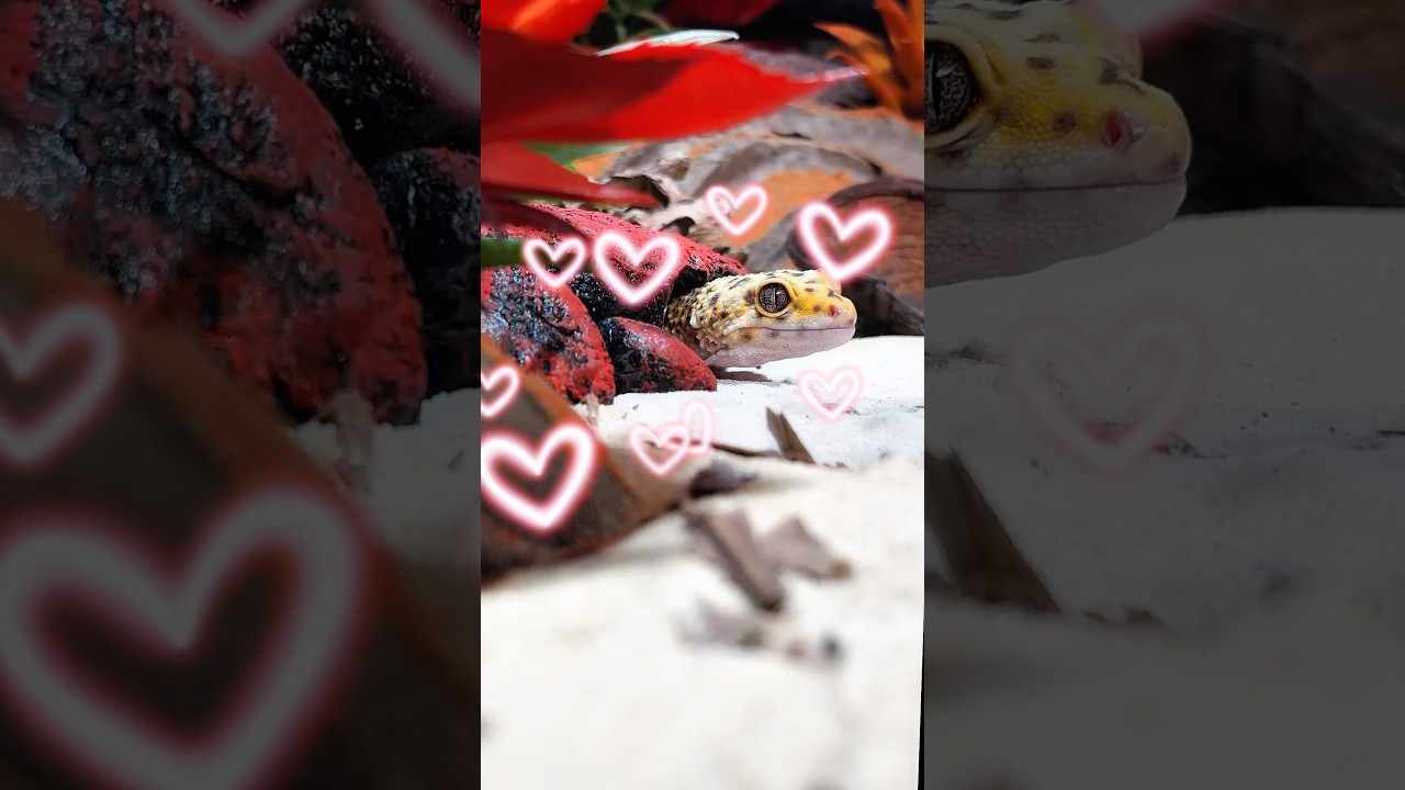 Укрытие и поилку уже можно купить на нашем сайте! 😍 Ссылка в шапке профиля