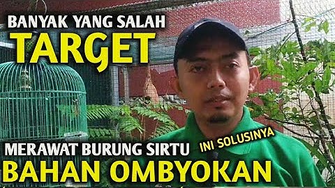Kupas Tuntas Target Utama merawat burung sirtu bahan ombyokan
