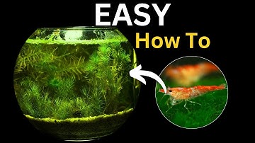 Making a Self-Sustaining Aquarium (No Filter, but Shrimp)