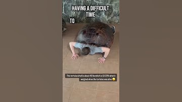 Thumbnail of Lifting A 40 Pound Tortoise Shell