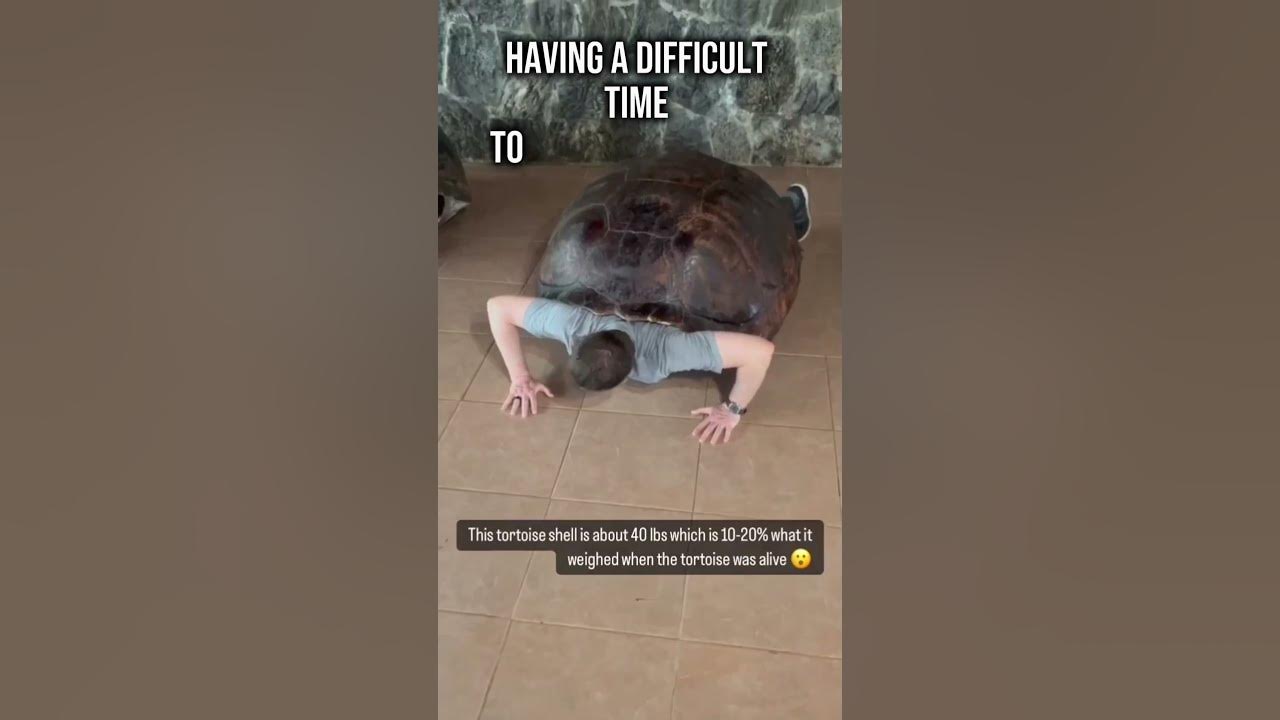 Lifting A 40 Pound Tortoise Shell