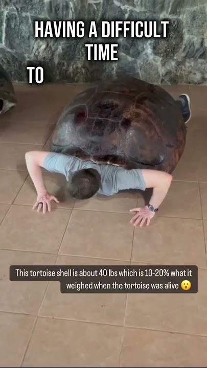Lifting A 40 Pound Tortoise Shell