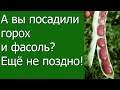 А вы посадили горох и фасоль? Ещё не поздно.