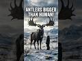 "GIANT ICE AGE 🦌. #lostworldcreatures #facts #prehistoricanimals #mammals #wildlife #extinctanimals
