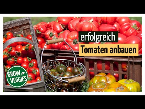 Video: Wundertomaten: Anbau und Vermehrung