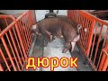 🔴ДЮРОК ПРОИЗВОДИТЕЛЬ//и моя мини ферма