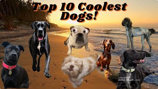 Scandalous Ranking! | Unmasking the Coolest Dogs (better music)