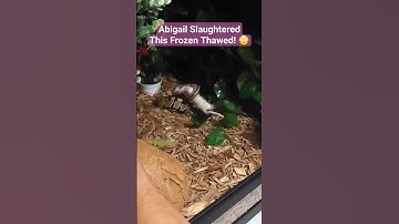 "Revealing the Raw Reality: Ball Python Feeding Frenzy"