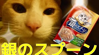 〔猫を飼いたい人必見〕銀のスプーンパウチを食べさせてみたよ〔横取り注意〕