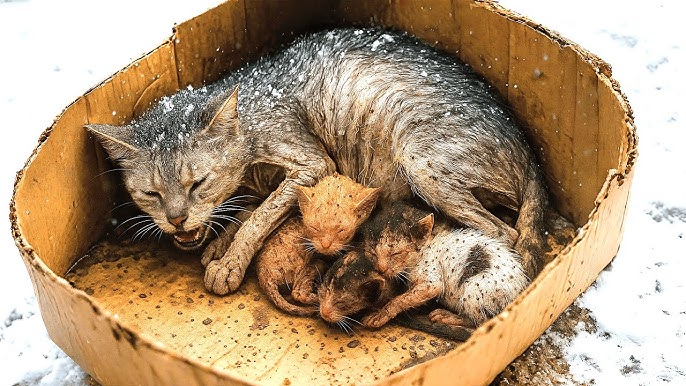 Bir necha porno aktrisa Isabella Klark kompyuter kodlash Porno xola uni eshakda istaydi