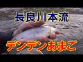 長良川本流アマゴの季節です！良型が出始めました！