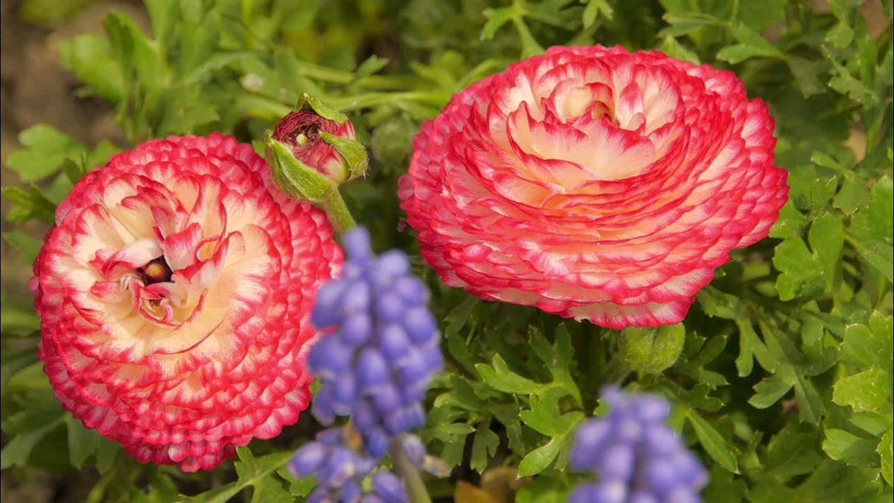 Blooming Spring Flowers Pure Relaxation in the Park YouTube