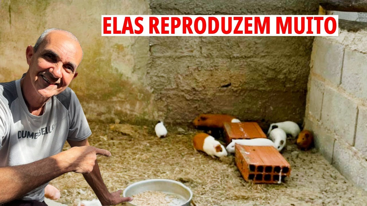 MINHA CRIAÇÃO DE PREÁ E COELHOS