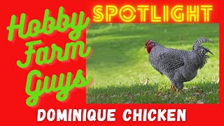 HFG Farm Animal Spotlight: Dominique Chicken