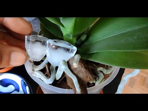 Colocar gelo nas orquídeas? - thptnganamst.edu.vn