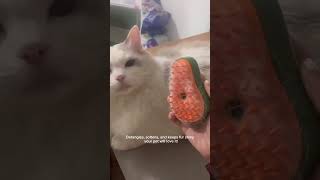 Turn grooming into bonding❤️ #foryou #pets #brush #comb
