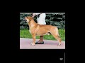 ca de bou / dogo mallorquin / mallorcan mastiff