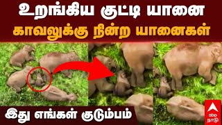 Elephant Video | உறங்கிய குட்டி யானை காவலுக்கு நின்ற யானைகள் இது எங்கள் குடும்பம் | Viral Video