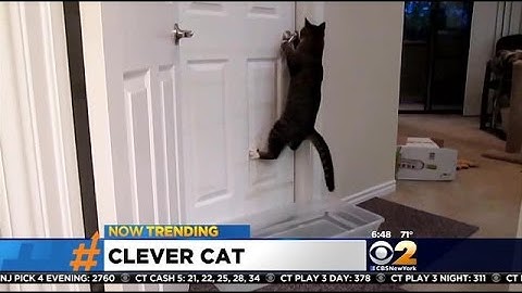 Now Trending: Bad Commercial, A Clever Cat And Ice Bucket Challenge Fails