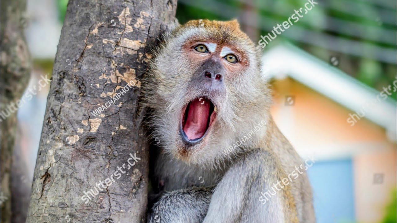 Monkey eating biscet#new style 