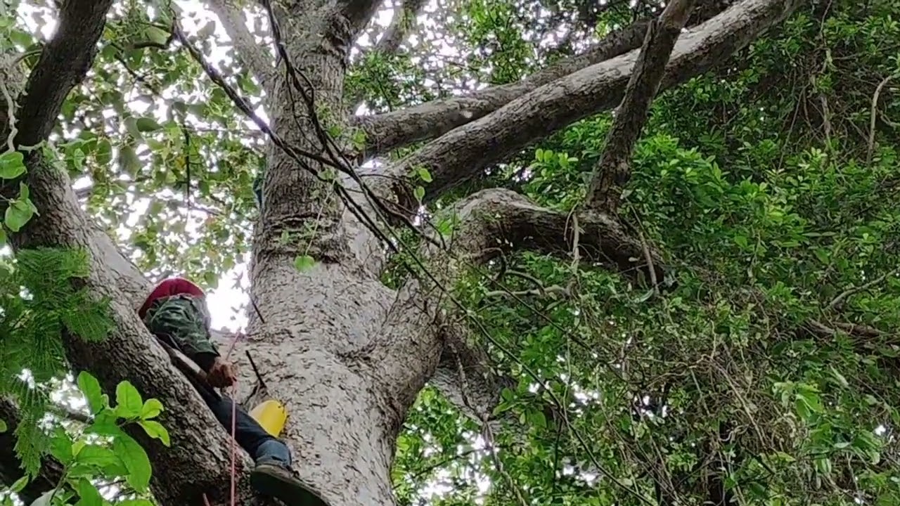 ผึ้งหลวงน้ำหวานก้อนใหญ่ รังสองกล้องตก@ขี่ใหญ่ คนบ้านโคก20/4/68