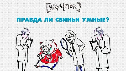 Правда ли свиньи умные? — Научпок