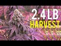 2.4 LB CANNABIS HARVEST! INDOOR MEDICAL MARIJUANA GROW