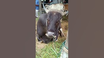 Sapi Moo, Suara Sapi, Sapi Lucu, Sapi Jumbo, Sapi Bali #sapi #lembu #cow #conbò