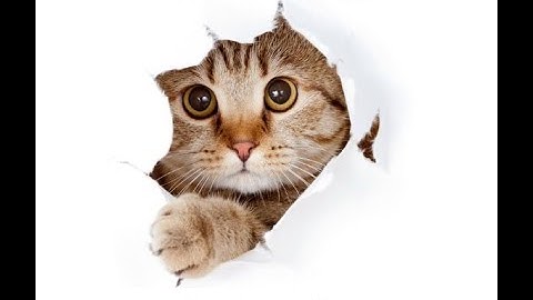 Cat reverse sneezing and what to do