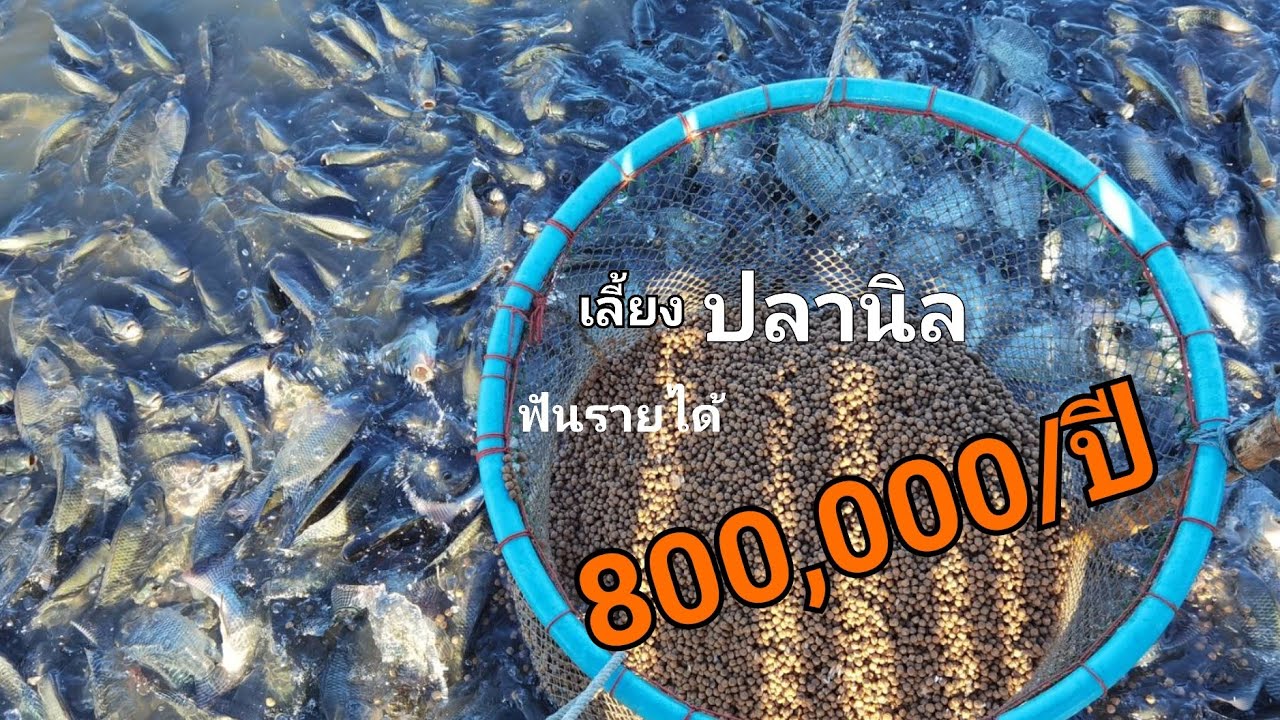 เลี้ยงปลานิล​ รายได้800,000บาท/ปี​ #ปลานิล​ #เลี้ยงปลานิล | สรุปเนื้อหาที่เกี่ยวข้องกับราคา อาหาร ปลา นิลล่าสุด มูล