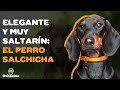 9 COSAS QUE DEBES SABER SOBRE EL PERRO SALCHICHA (DACHSHUND o TECKEL)