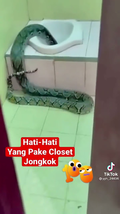 MENGERIKAN ular besar masuk kloset jongkok.