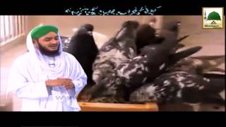 Madani Guldasta - Kaboter Khuwab Main Dekhna Kesa