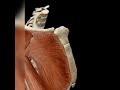 #youtubeshorts #shorts #anatomy#muscle #trending #pectoral #viral