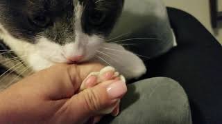 Cat bean massage