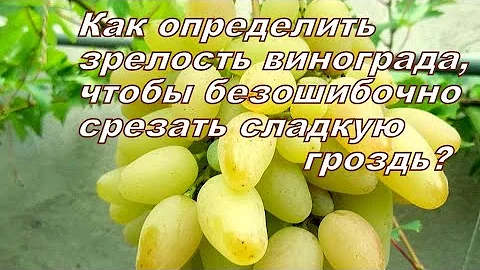 Когда нужно срезать гроздь винограда, чтобы не ошибиться!?