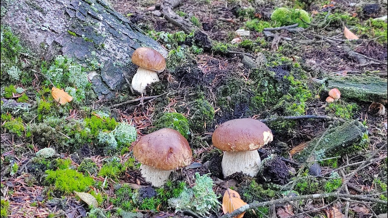 PIĘKNE PAŹDZIERNIKOWE BOROWIKI SZLACHETNE