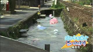 古い町並みの川の中を泳ぐこいのぼり　鳥取市（11/05/02）